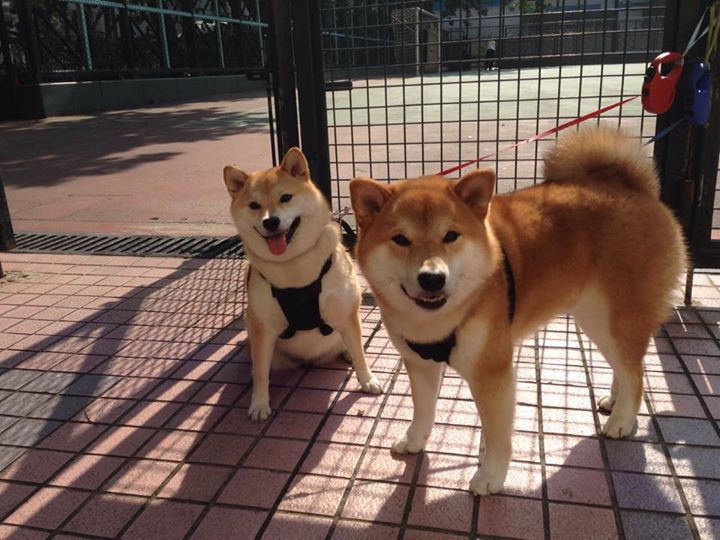 东方密林暗雷,魔术团队铁血防守斩落火箭升空路