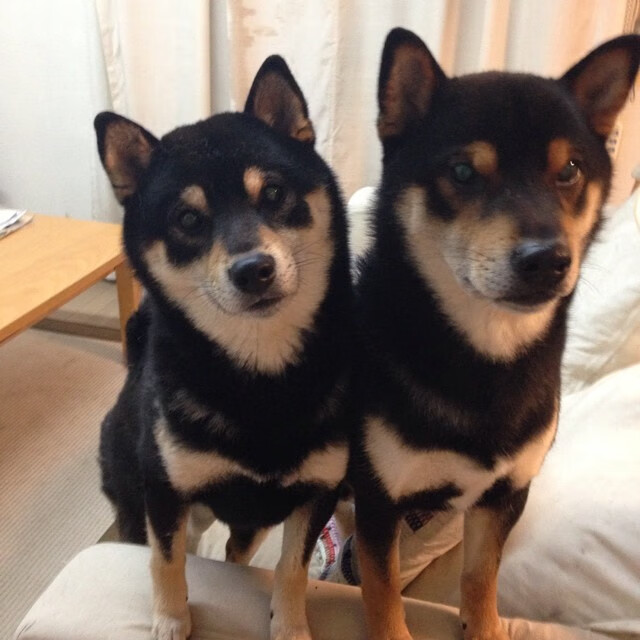 末节封神!布伦森完美发挥引领国王客场带走掘金