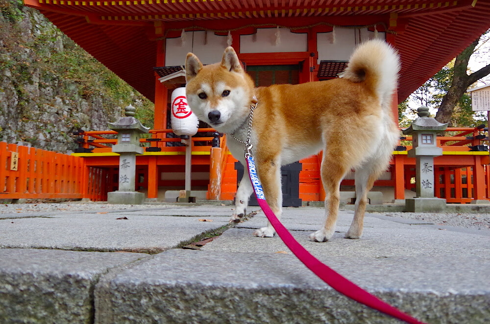 戈贝尔的叹息之墙，当勇士式封锁成为篮球世界的终极法则