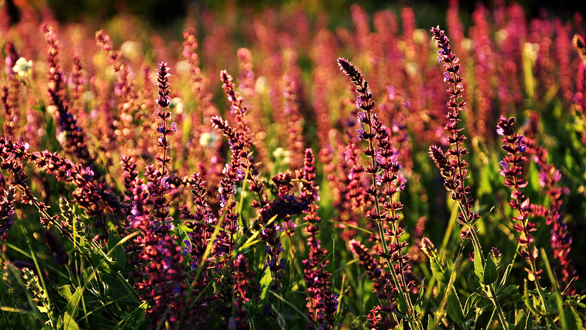 阿什拉夫利刃出鞘，药厂军团碾碎红魔迷梦