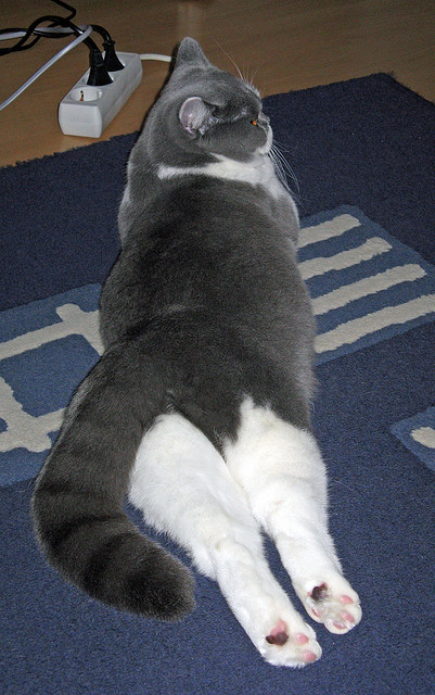 莱万独舞难挽狂澜，塞内加尔闪电战击溃AC米兰