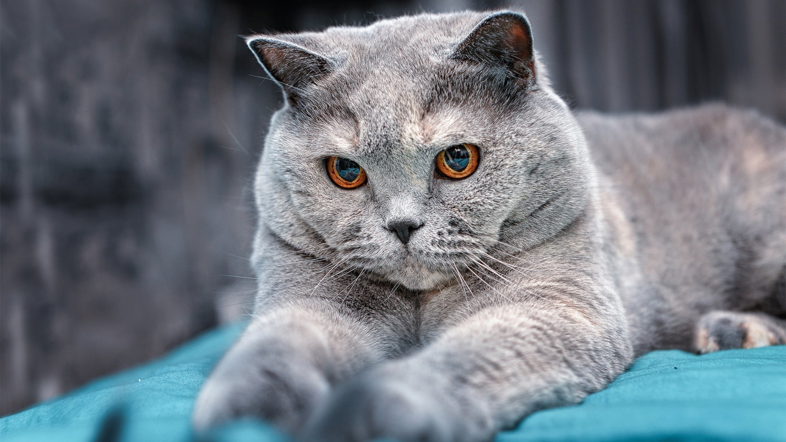 高原雄鹰撕碎非洲雄鹰,玻利维亚用窒息防守让世界杯梦想照进现实