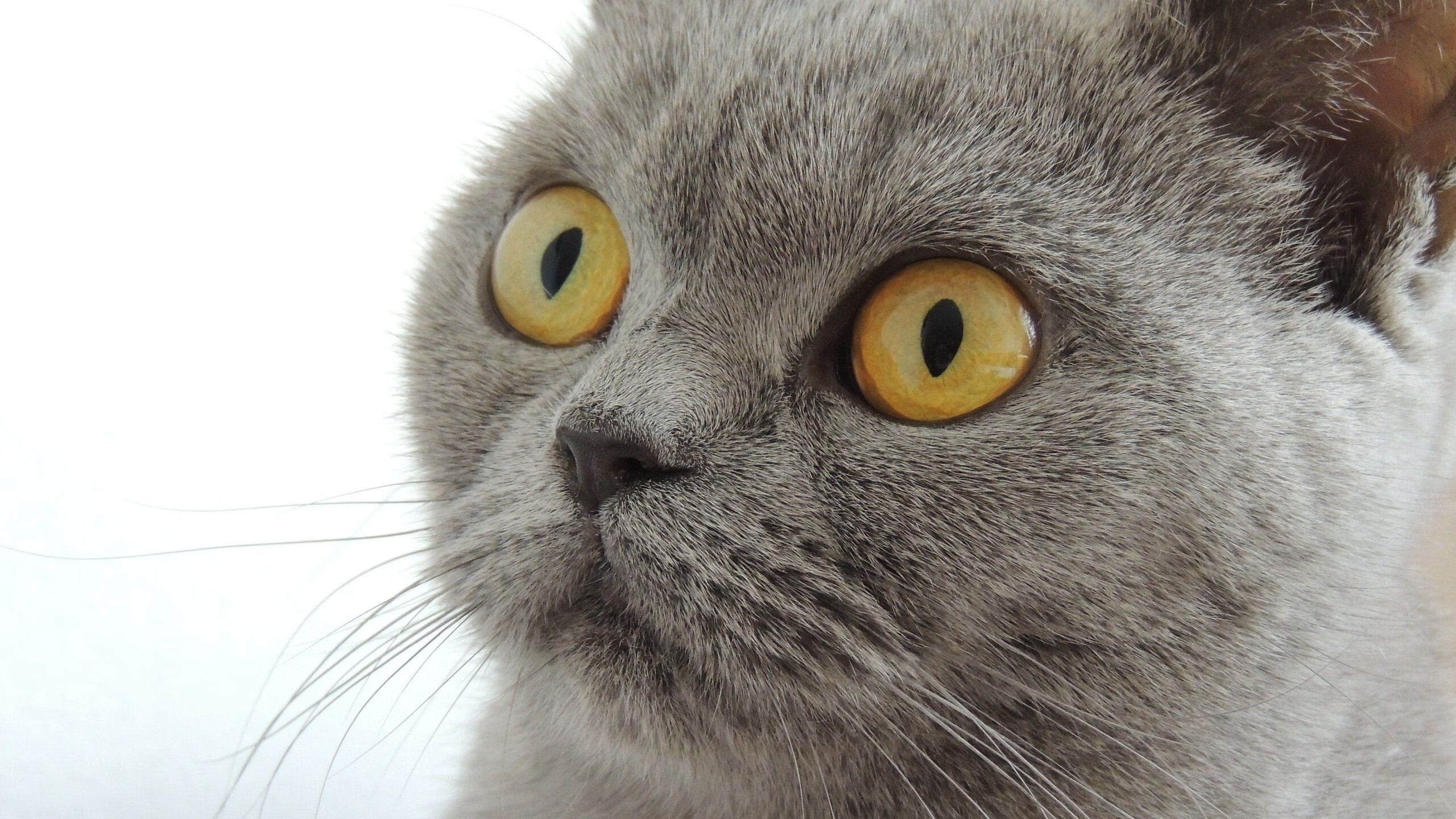 绝境锋芒，爱德华兹一球封神，铸就年度焦点之战