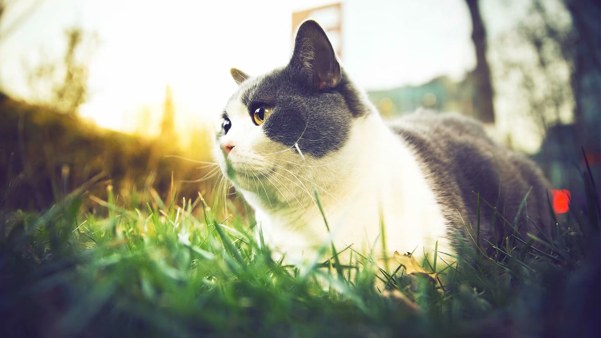 篮球双星闪耀,活塞速胜广厦队,约基奇2026世界杯接管比赛