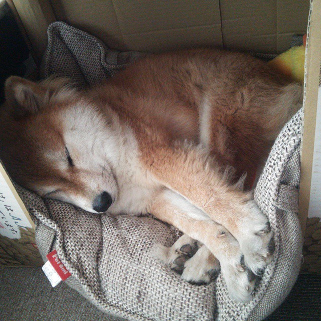 骑士客场告捷关键战,小贾伦·杰克逊摧城拔火显神威