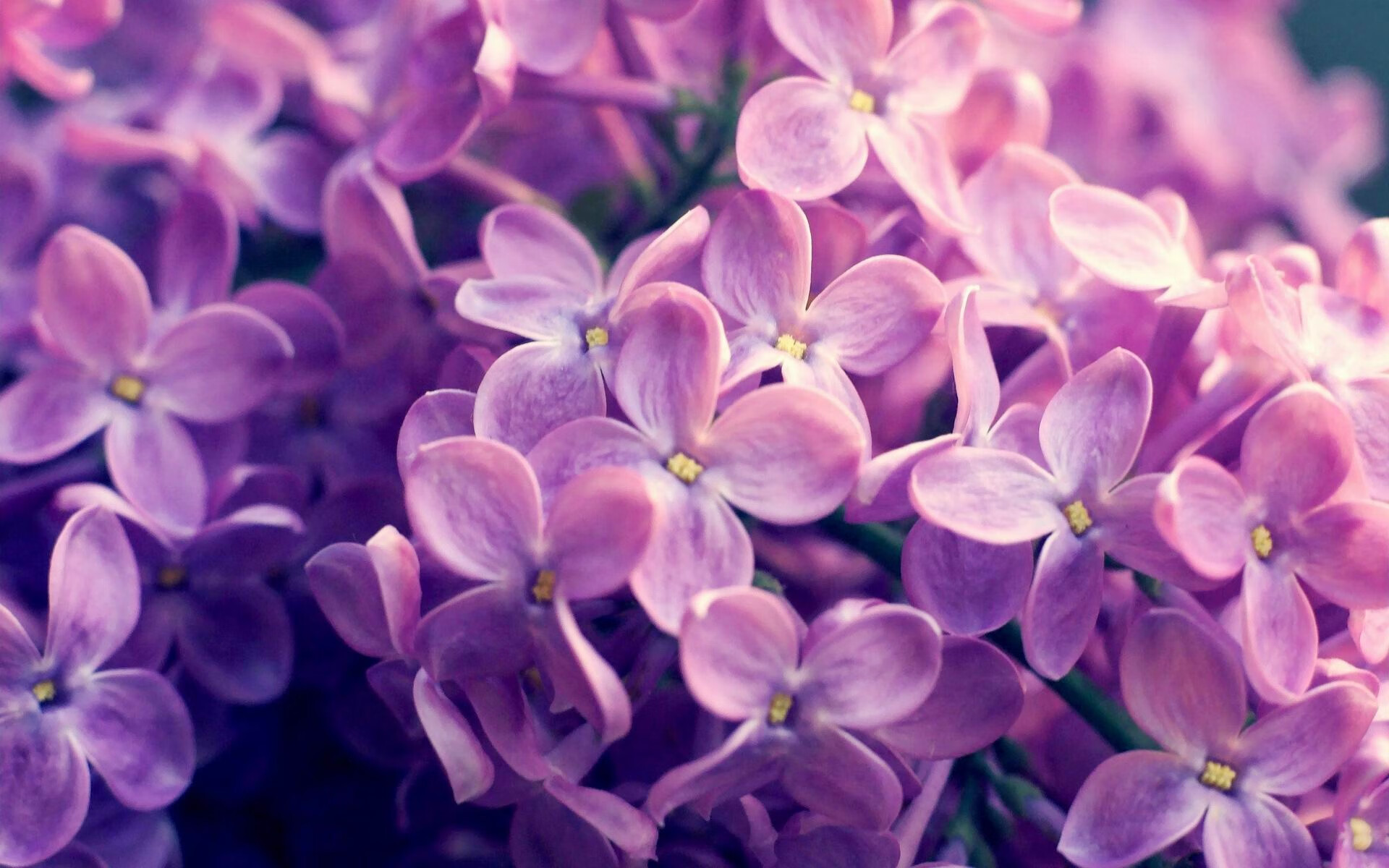 双线争冠,决胜时刻,凌晨的战术博弈与意志淬炼