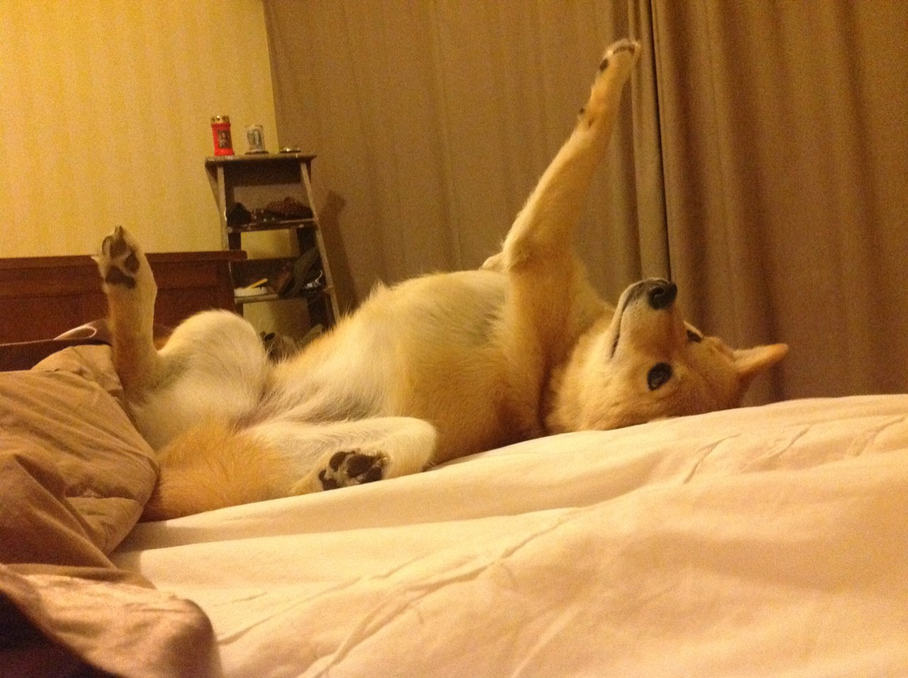 武切维奇统治攻防,猛龙力克篮网展冠军相