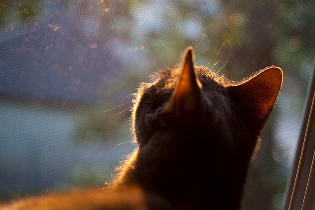 欧冠夜，巨人觉醒