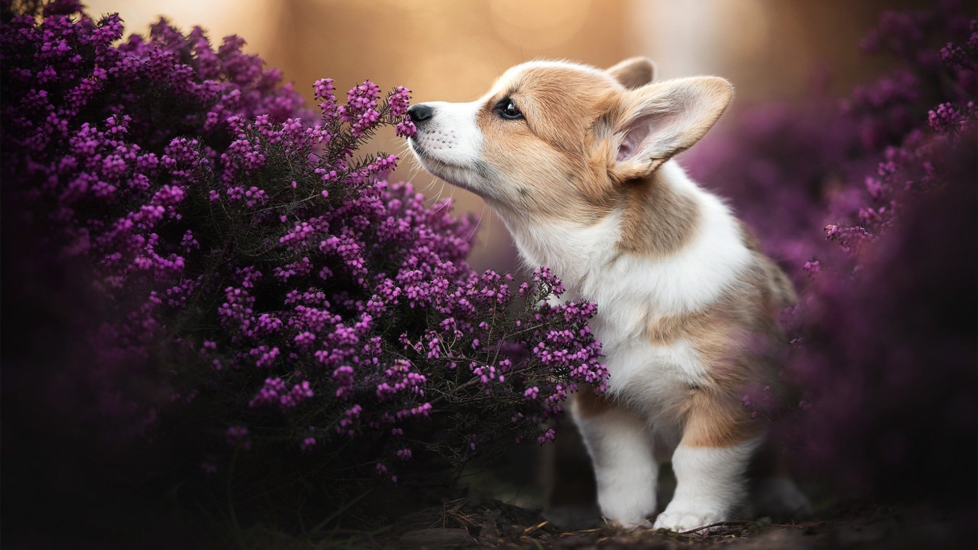 意甲焦点战之夜，卡瓦哈尔关键进球定乾坤，点燃绿茵激情